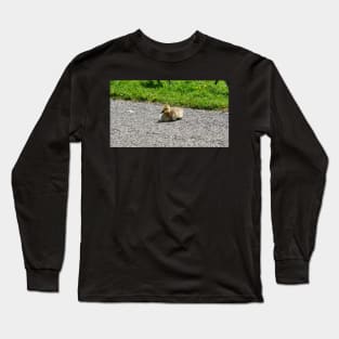 Young Gosling Sitting on The Pavement Long Sleeve T-Shirt